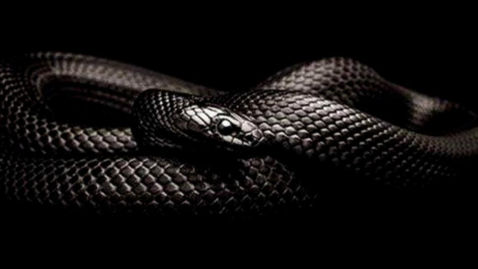 Trimeresurus Salazar змея