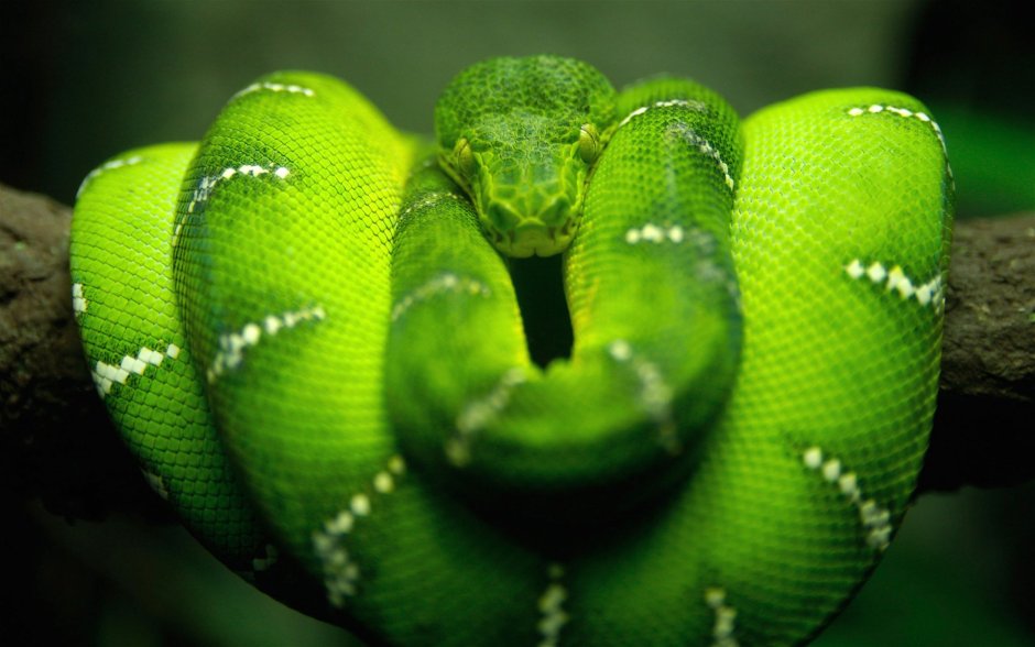 Змеиный клещ Ophionyssus natricis,