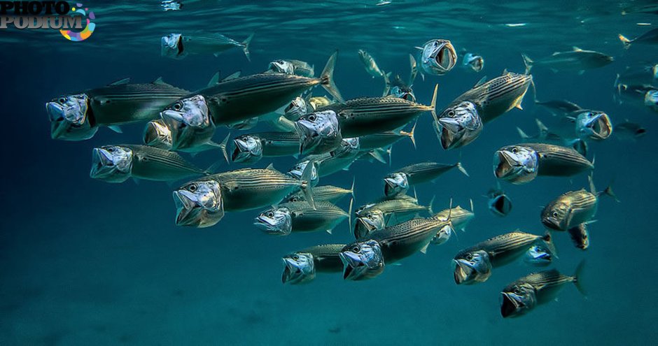 Скумбрия в Красном море