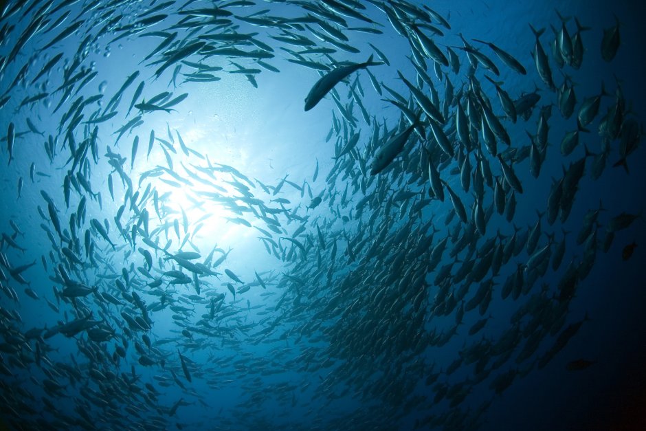 Скумбрия в Красном море