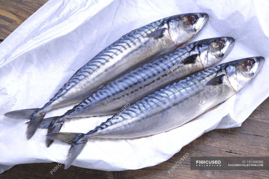 Скумбрия (свежемороженная)