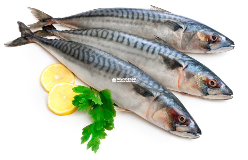 Скумбрия Черноморская