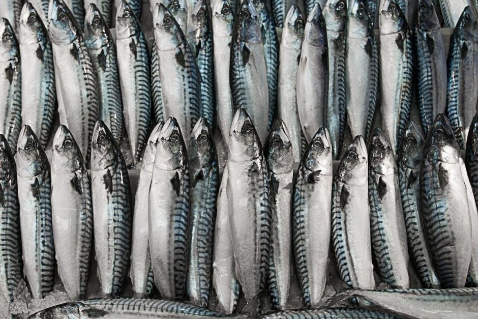 Скумбрия рыба морская