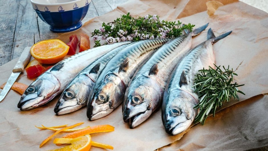 Скумбрия в Красном море