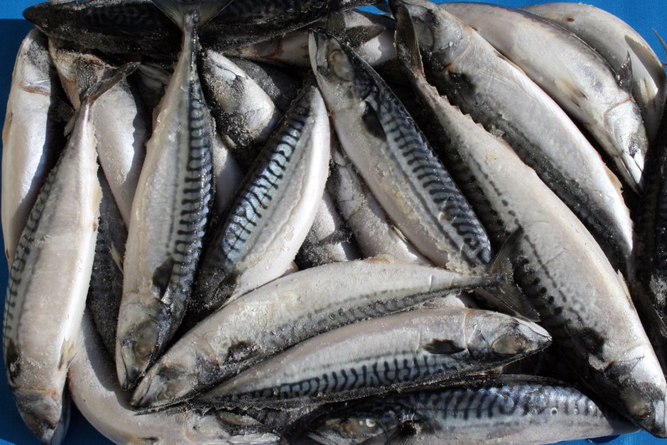 Японская скумбрия Scomber japonicus