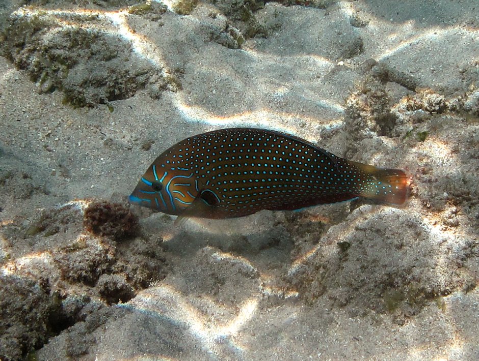 Anampses caeruleopunctatus
