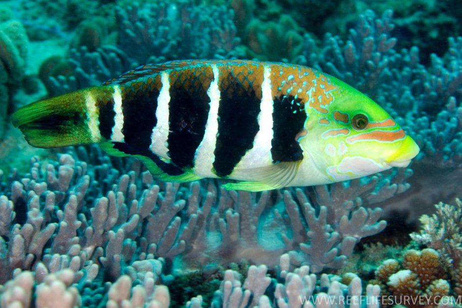 Hemigymnus fasciatus