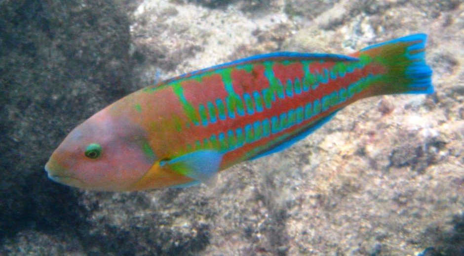 Динозавр Wrasse