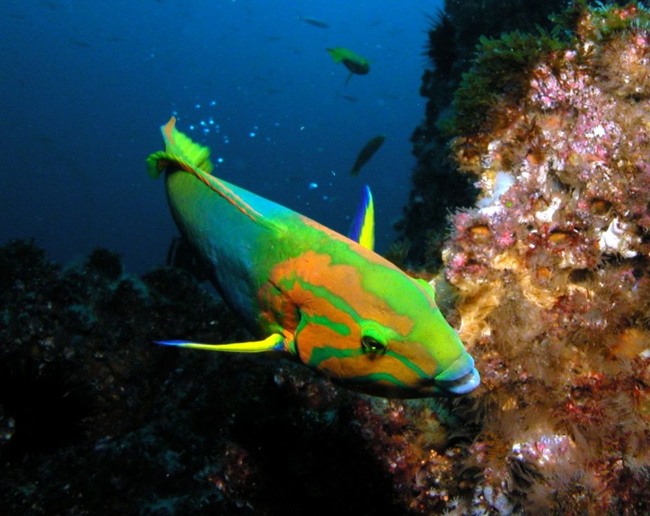 Губаны рыбы морские
