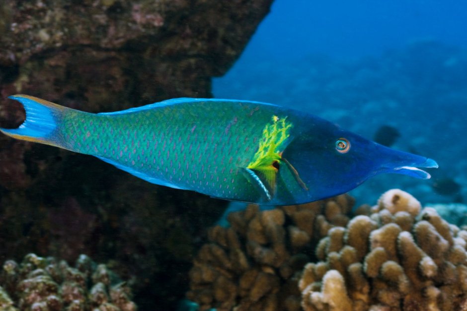 Wrasse рыба