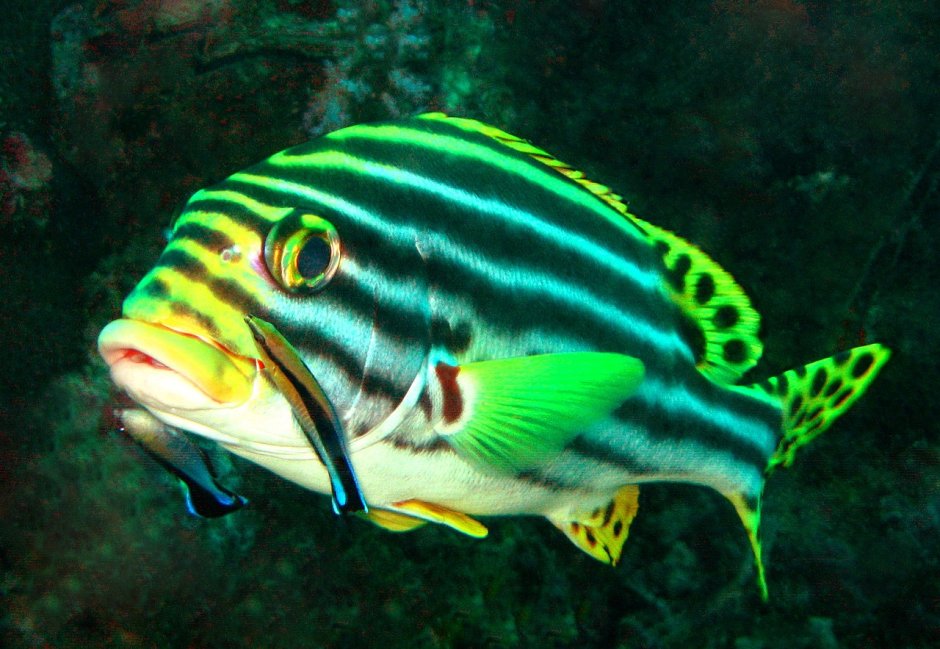 Plectorhinchus vittatus