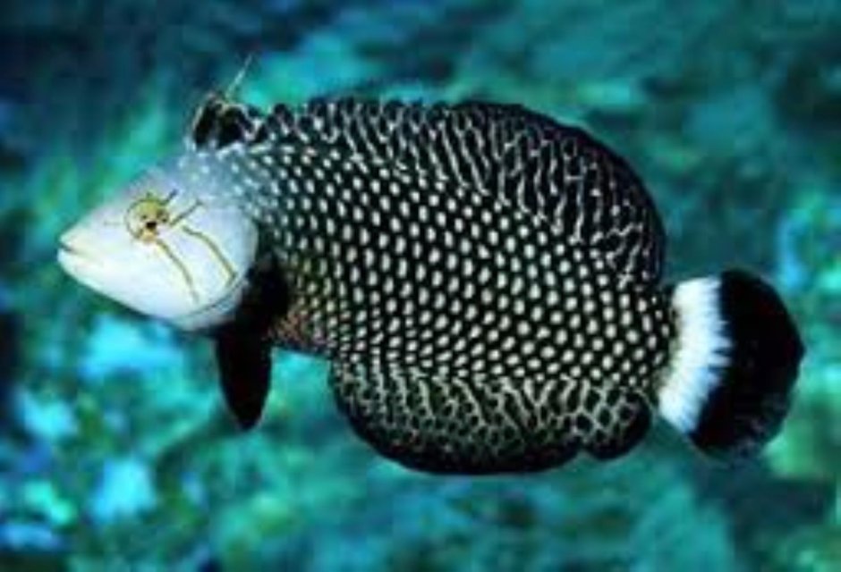 Novaculichthys taeniourus
