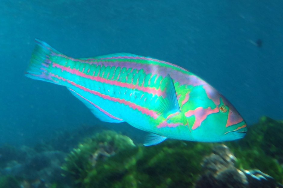 Thalassoma purpureum рыба