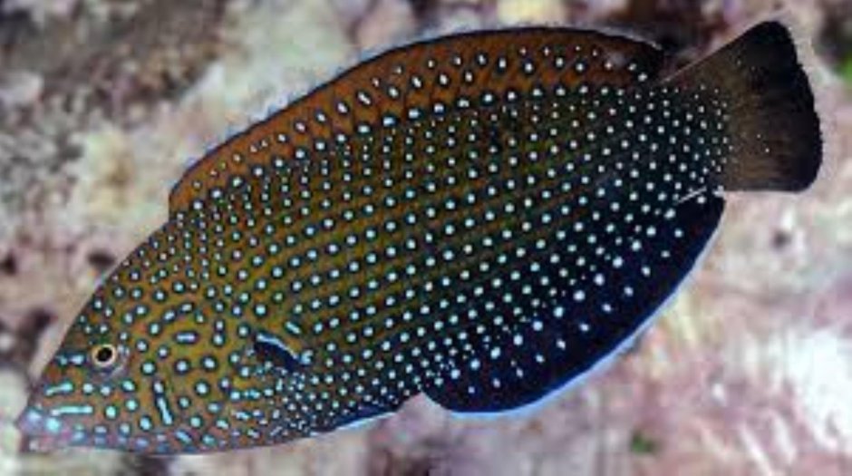 Губан белоточечный Anampses melanurus