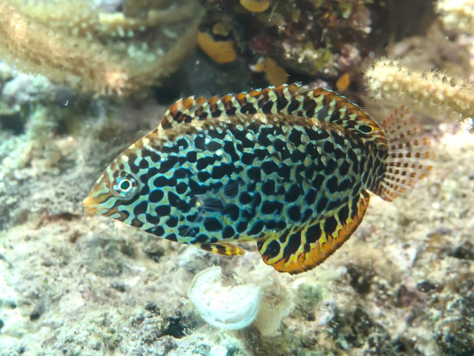 Macropharyngodon ornatus