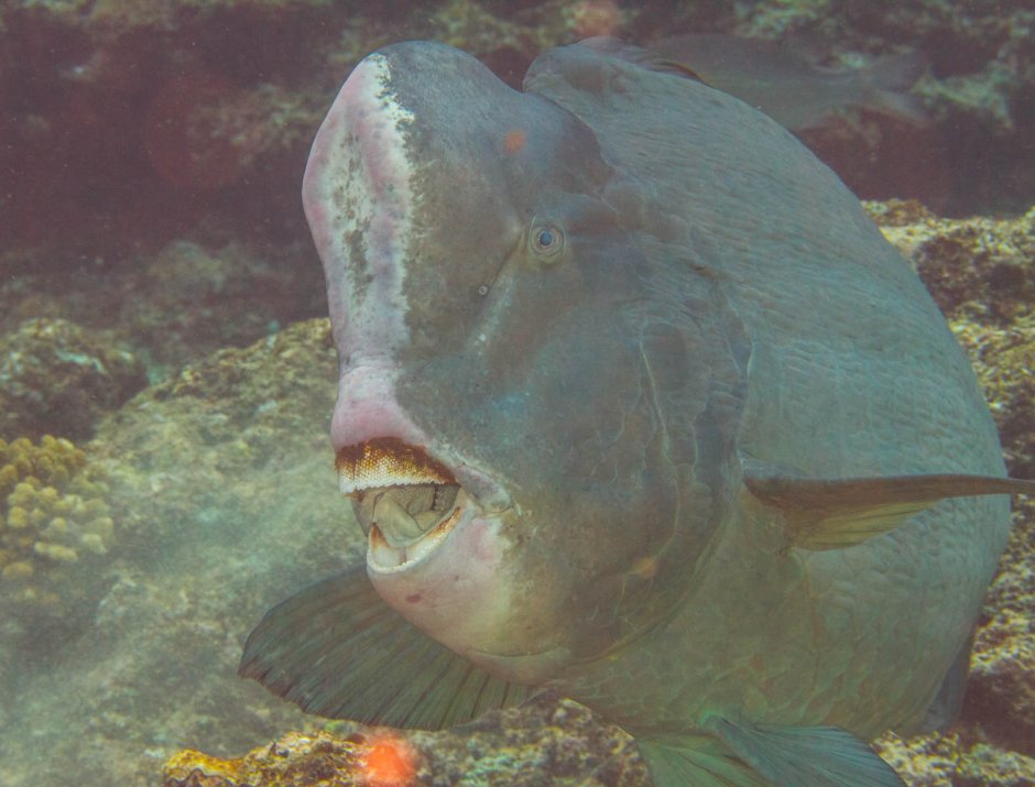 Bolbometopon muricatum