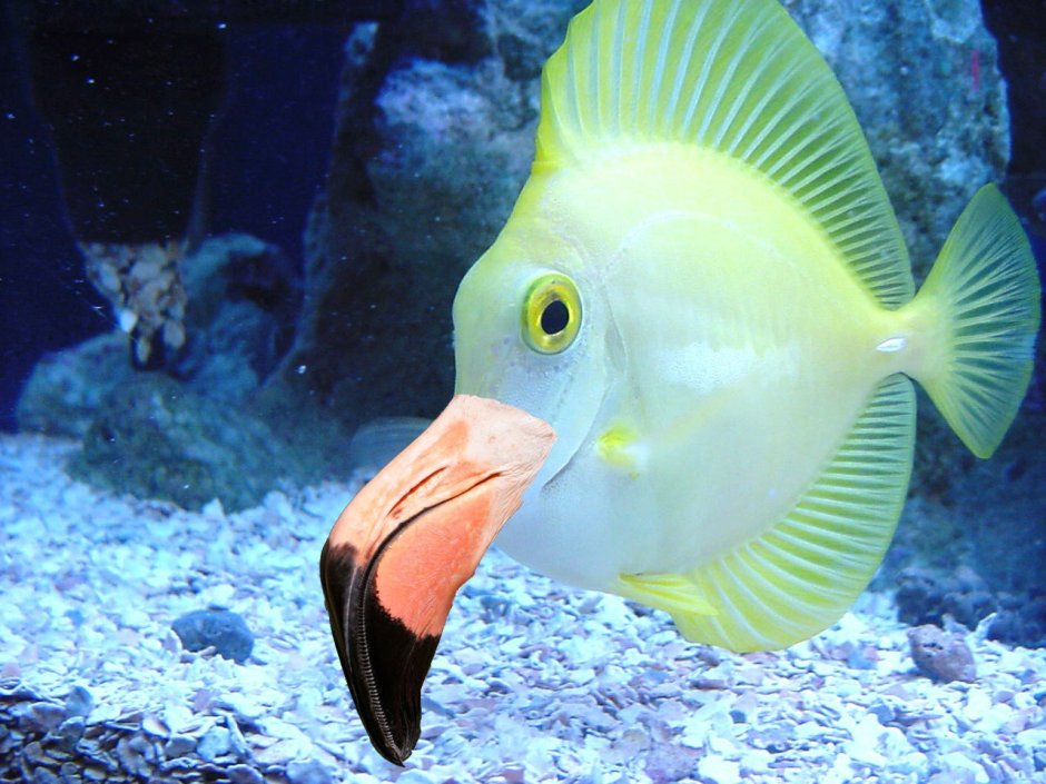 Macropharyngodon meleagris