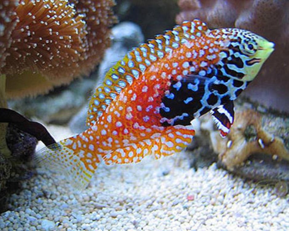 Macropharyngodon bipartitus