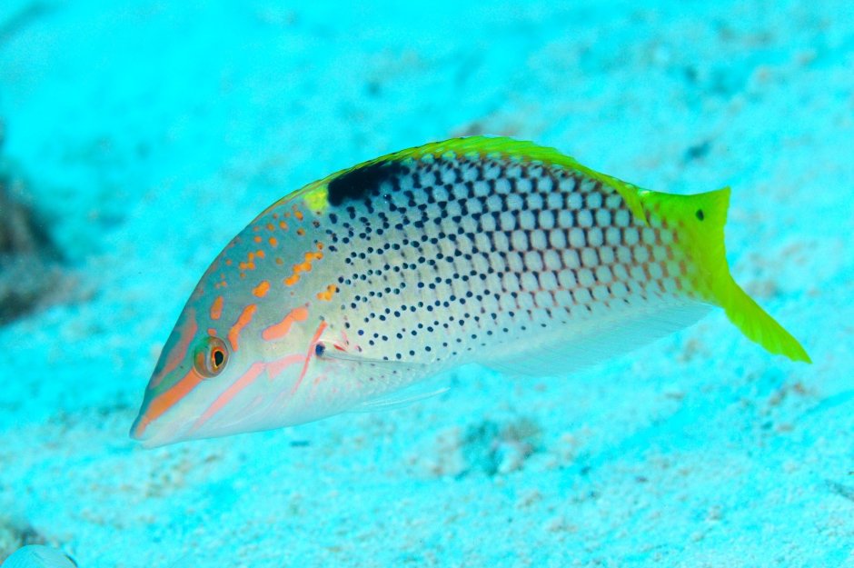 Halichoeres chloropterus