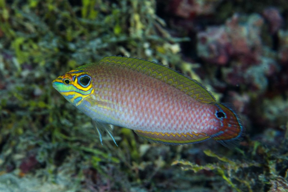 Halichoeres melasmapomus