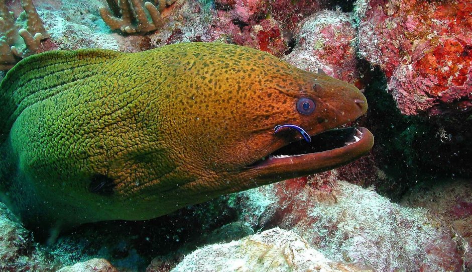 Anampses melanurus