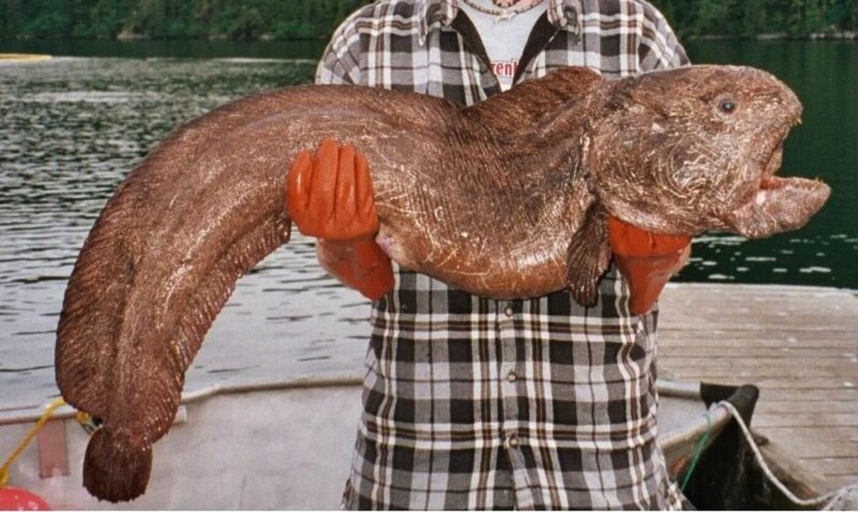 Дальневосточная зубатка