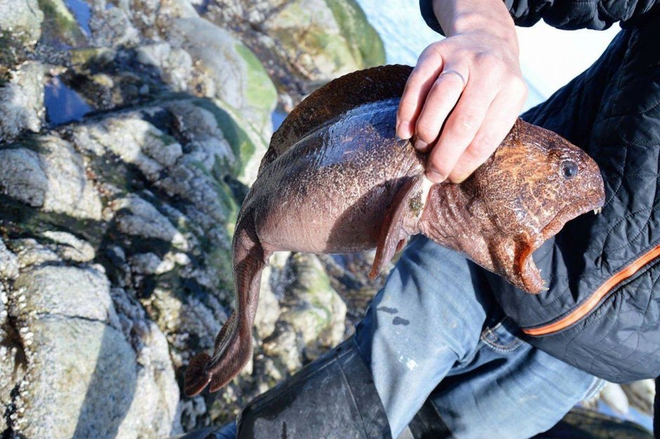 Рыба зубатка Дальневосточная