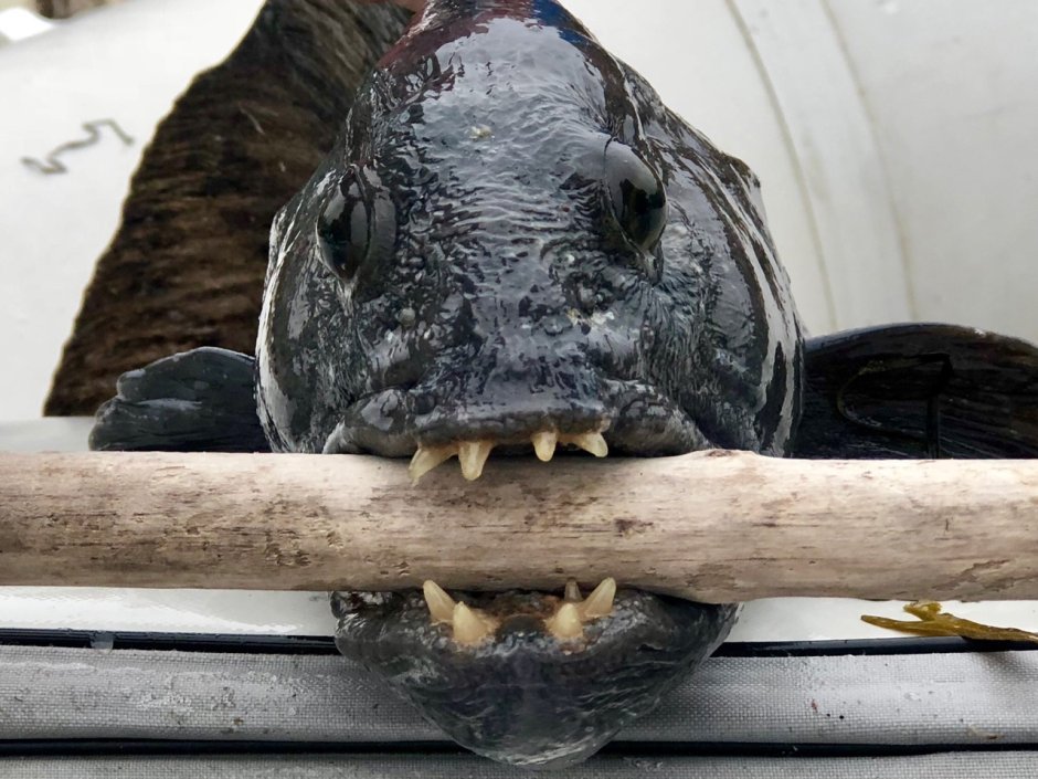 Морской волк зубатка