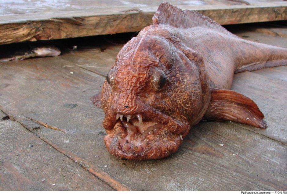 Зубатка палтусовая