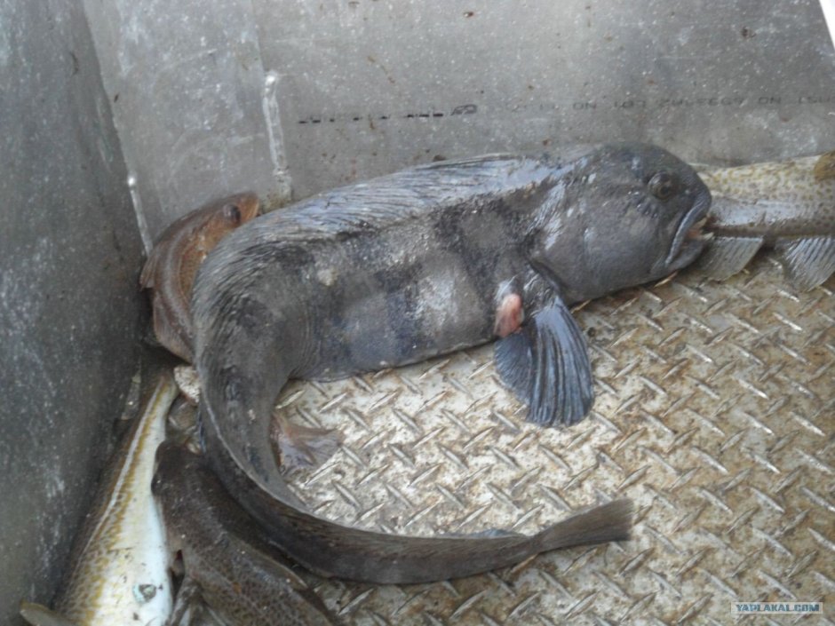 Рыба собака Охотское море