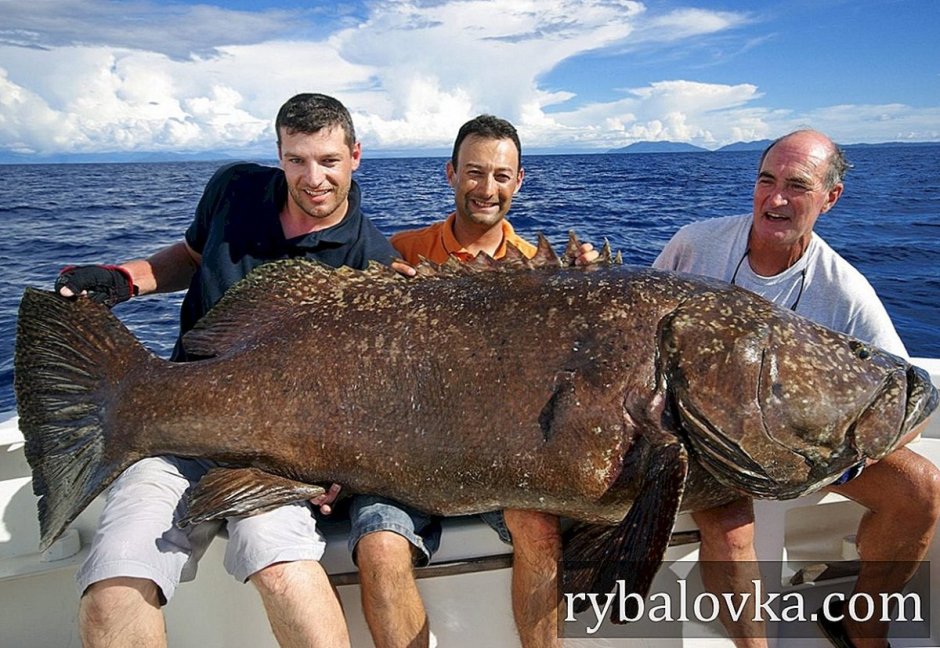 Зубатка Камчатская