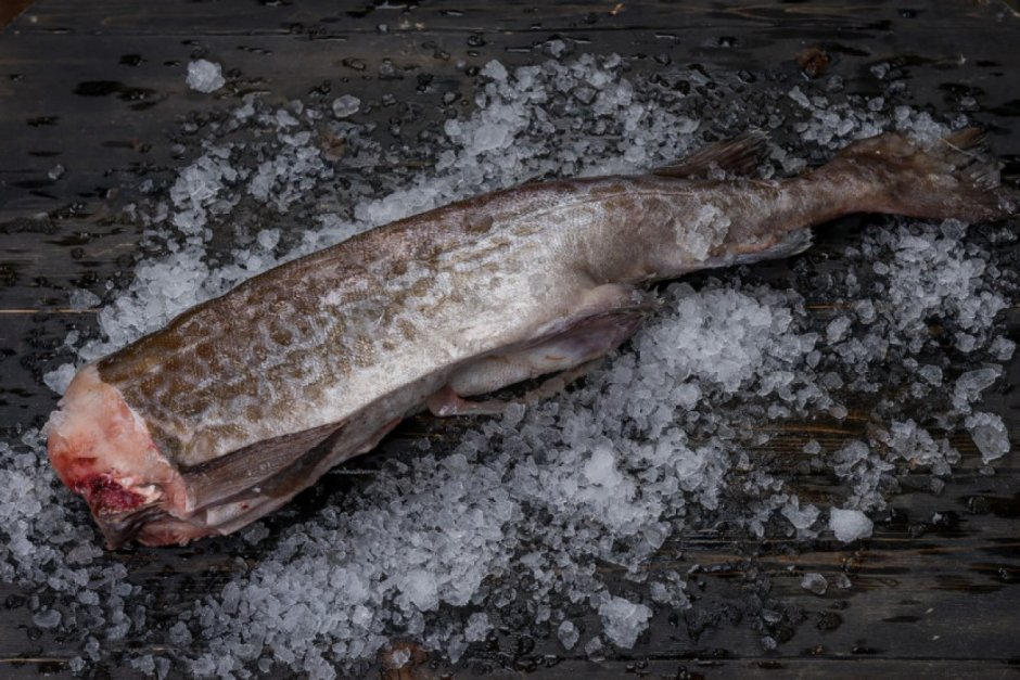 Рогатый керчак