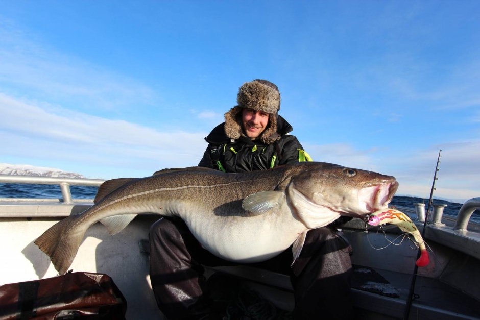 Голиаф гигантский Групер