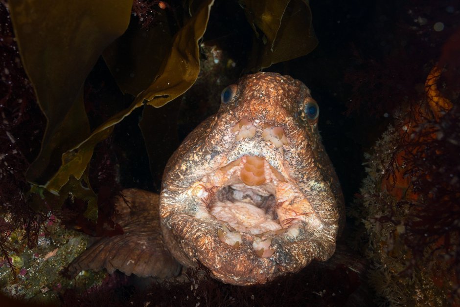 Зубатка Тихоокеанская