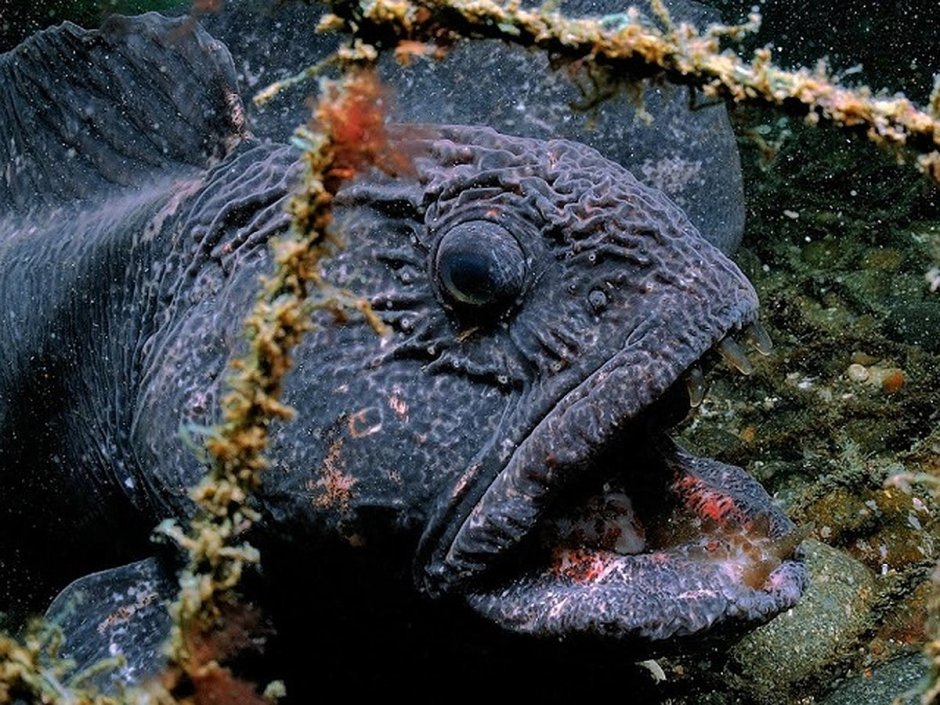 Угревидная зубатка рыба