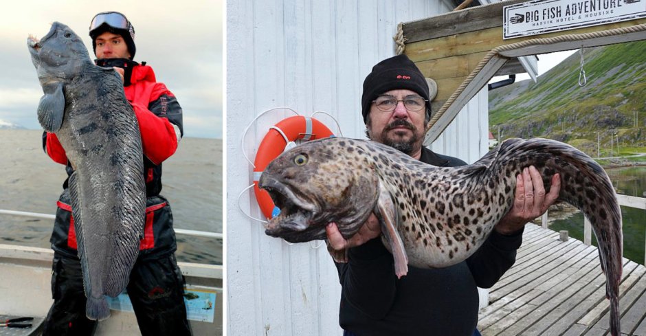 Дальневосточная зубатка (Anarhichas orientalis),