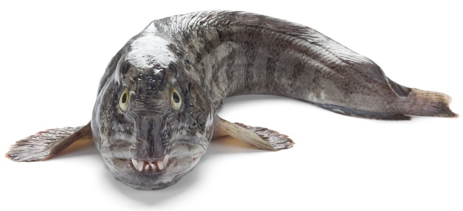 Зубатка полосатая