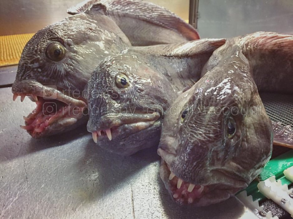 Дальневосточный змееголов рыба