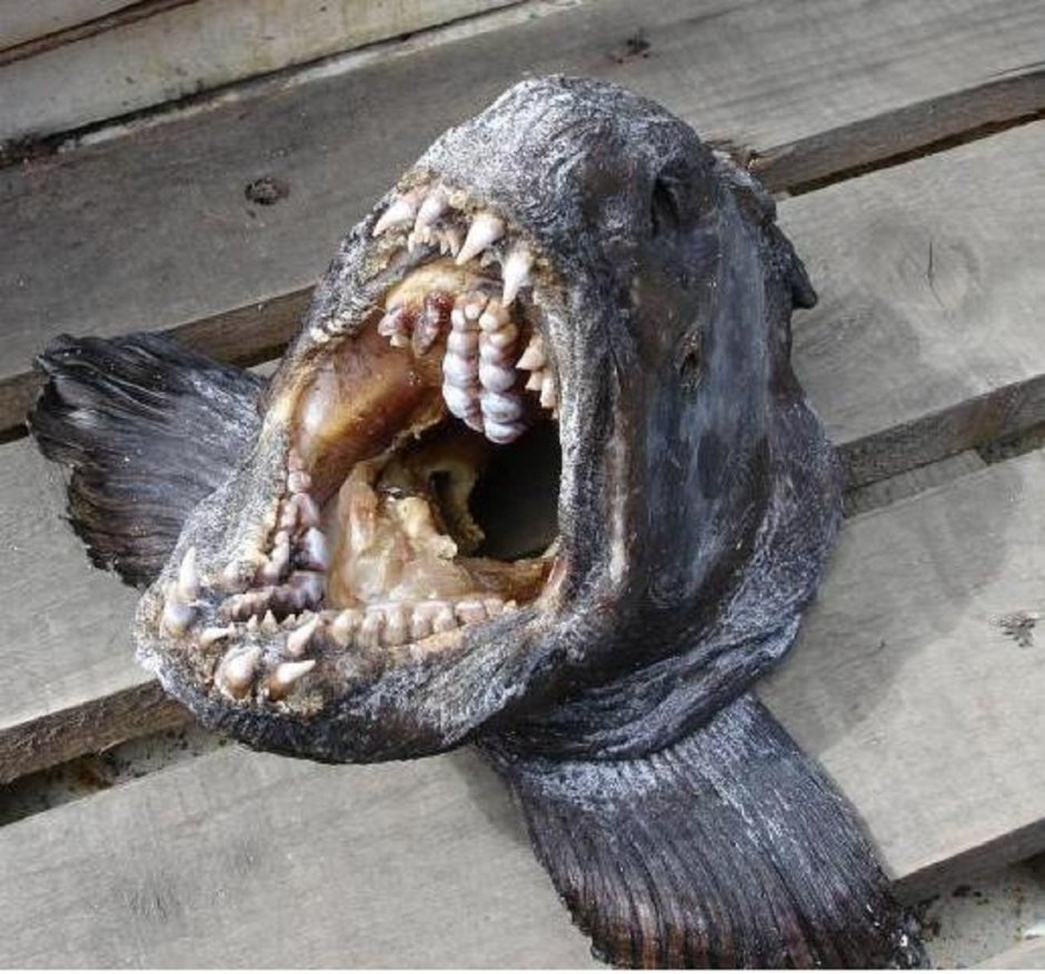 Роман Федорцов снимки рыб