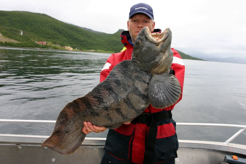 Зубатка чавыча