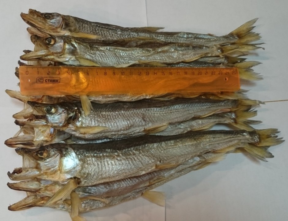 Дальневосточная навага