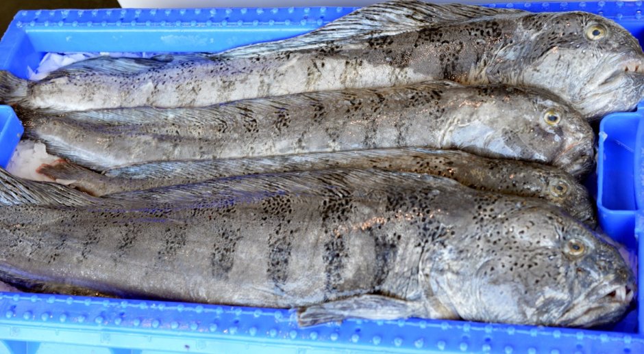 Морская собака Охотское море