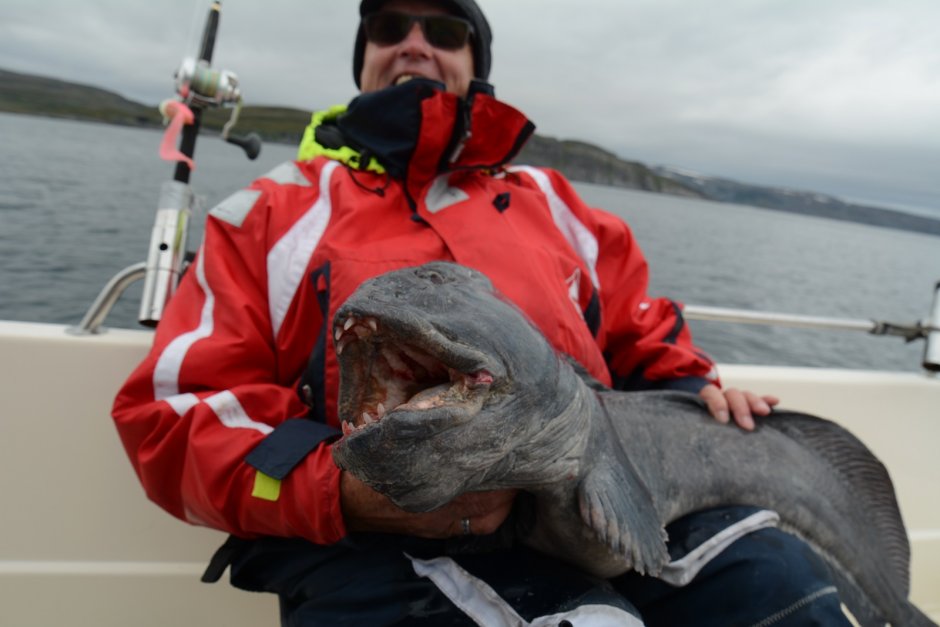 Дальневосточная зубатка (Anarhichas orientalis),