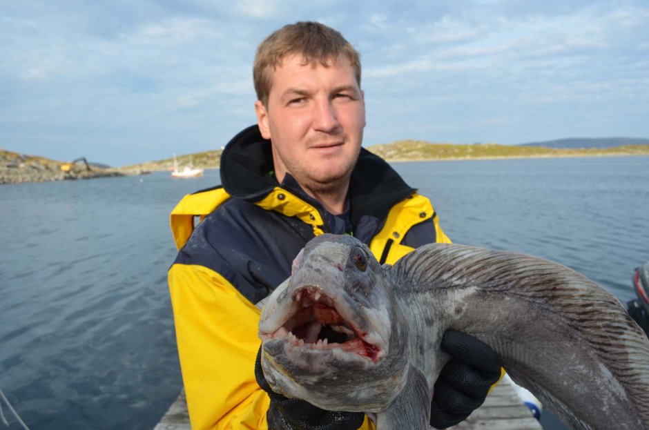 Зубатка атлантическая