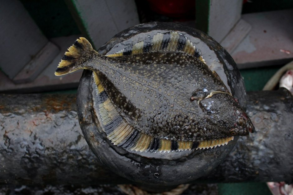 Рыба камбала