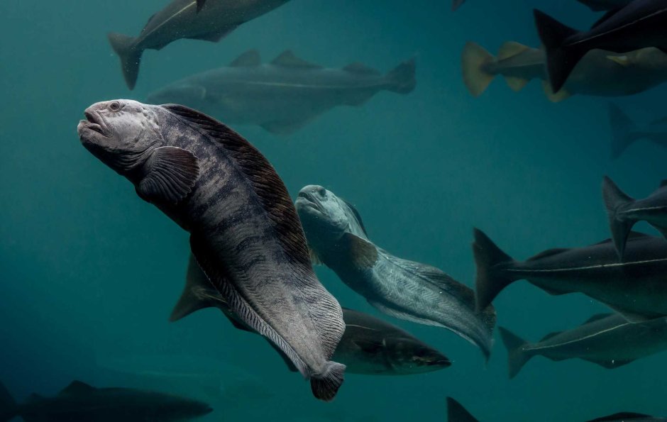 Аньюмара рыба волк