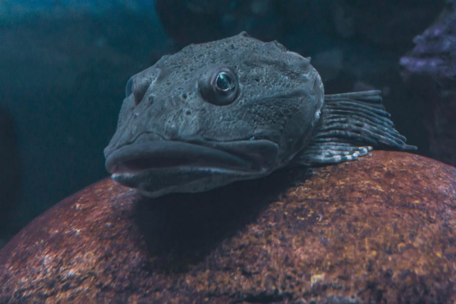 Лосось зубатка