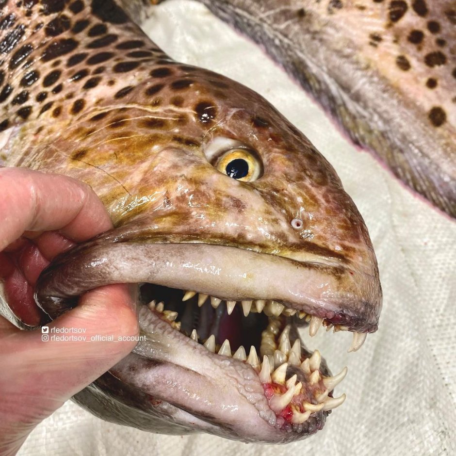 Зубатка синяя