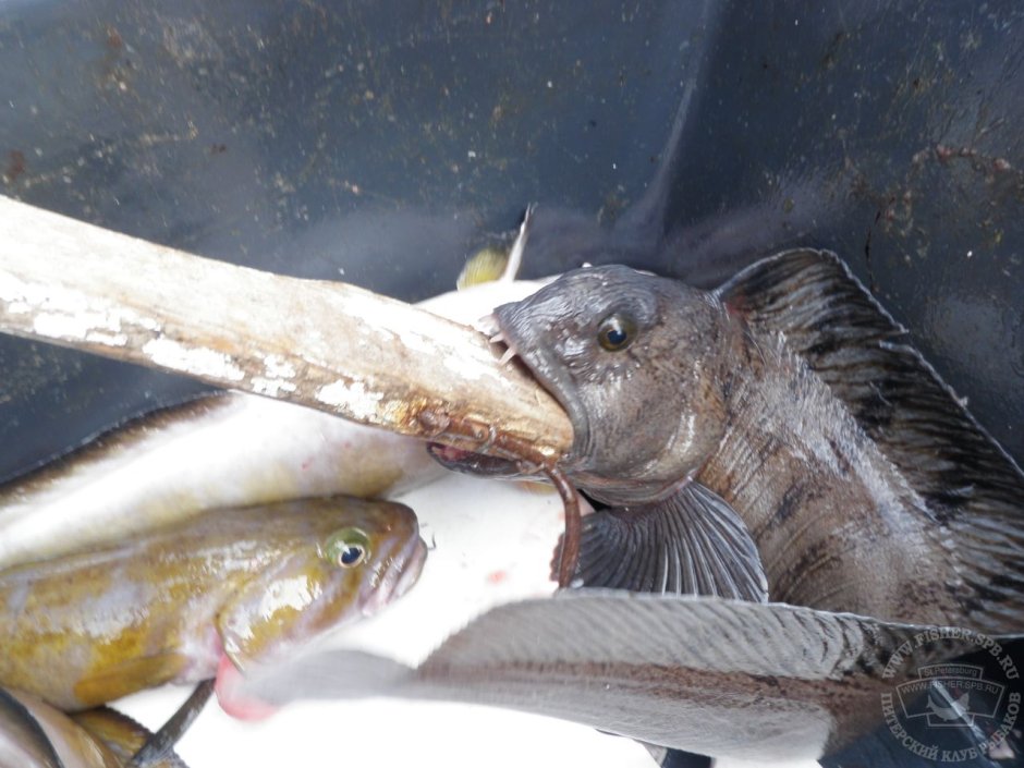 Угревидная зубатка рыба