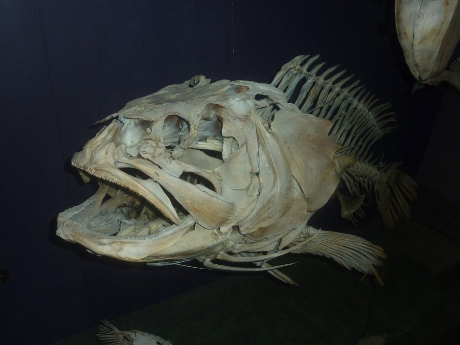 Мурманский моряк Роман Федорцов